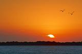 Gulls In Sunrise_29180